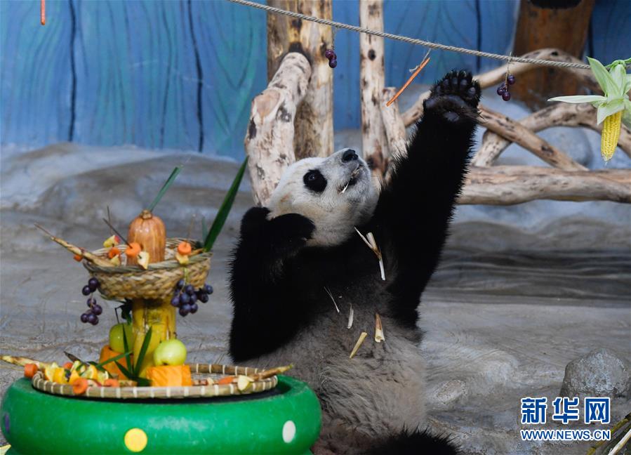 大熊猫“撸串”迎新年