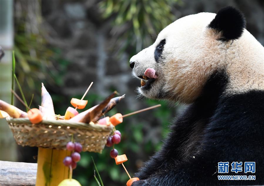 大熊猫“撸串”迎新年