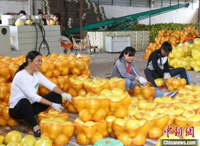 江永县粗石江镇的果农将香柚发往全国各地。 陈健林 摄