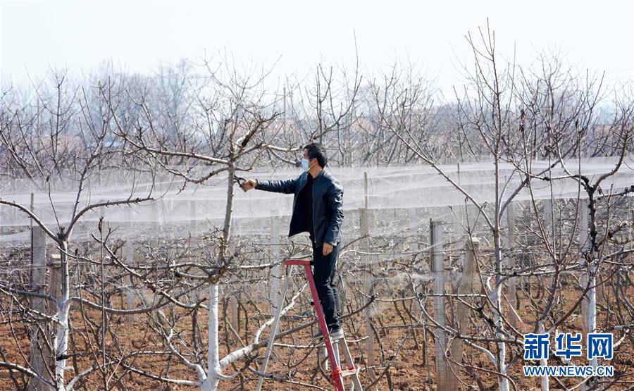 （社会）（1）陕西西安：樱桃园里忙修枝