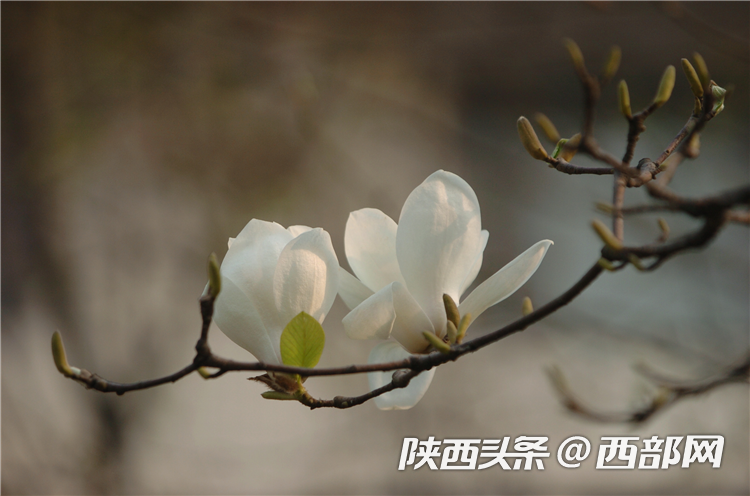 4a3cdc4f6d062e3754cf4db7c52c4453.png