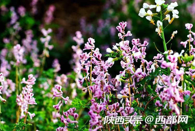 dba5255de134ff6a1711c18efeeceab2.jpeg