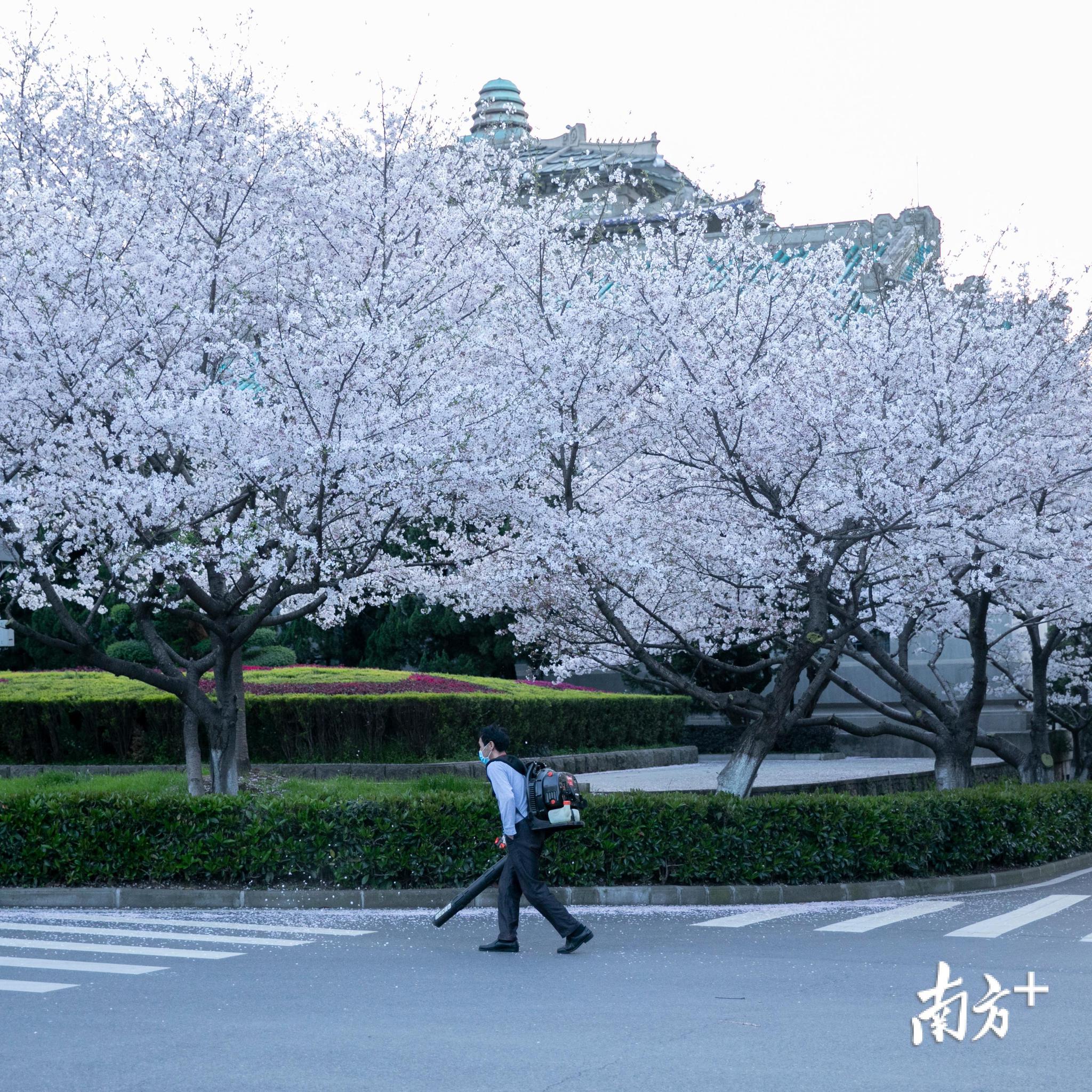 武大樱花开了！这是武汉最坚强的一个春天|武大樱花|新冠肺炎_新浪新闻