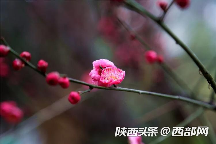 935bcd9de0aec40747ab41ea33b37102.jpeg
