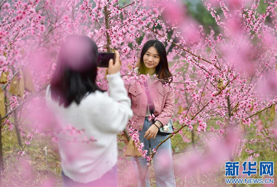 （春季美丽生态）（6）陕西紫阳：荒山焕“桃颜”