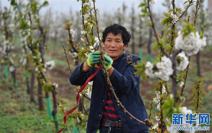 （脱贫攻坚）（4）陕西渭南：千亩现代樱桃园助力群众致富