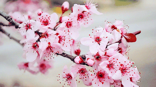 ec9661482b0f37e2cf2441c168d5058f.gif