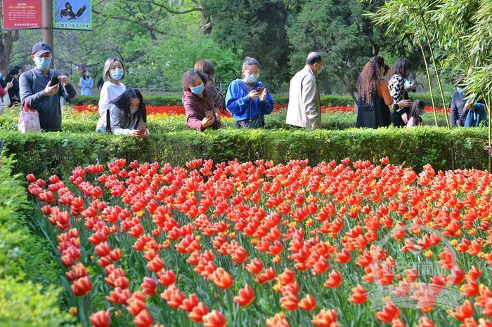 赏花泛舟 踏青赏春