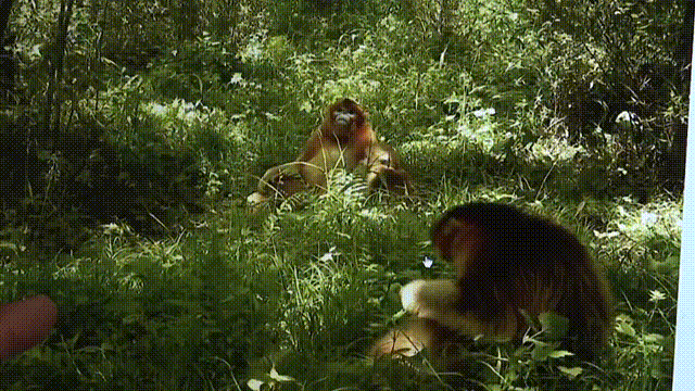 4d52ab126148c0b281256de1ece9e78b.gif