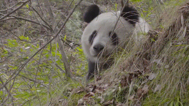 6aabfdfb3531bb3deaa1007066afd4ba.gif