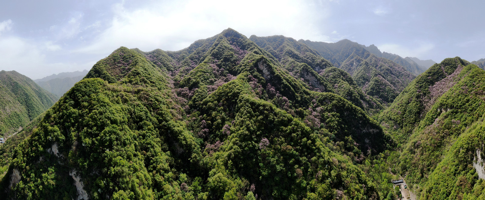 四月,秦岭深处太平峪的春天最美,紫荆花开满山,犹如空中花园,满山