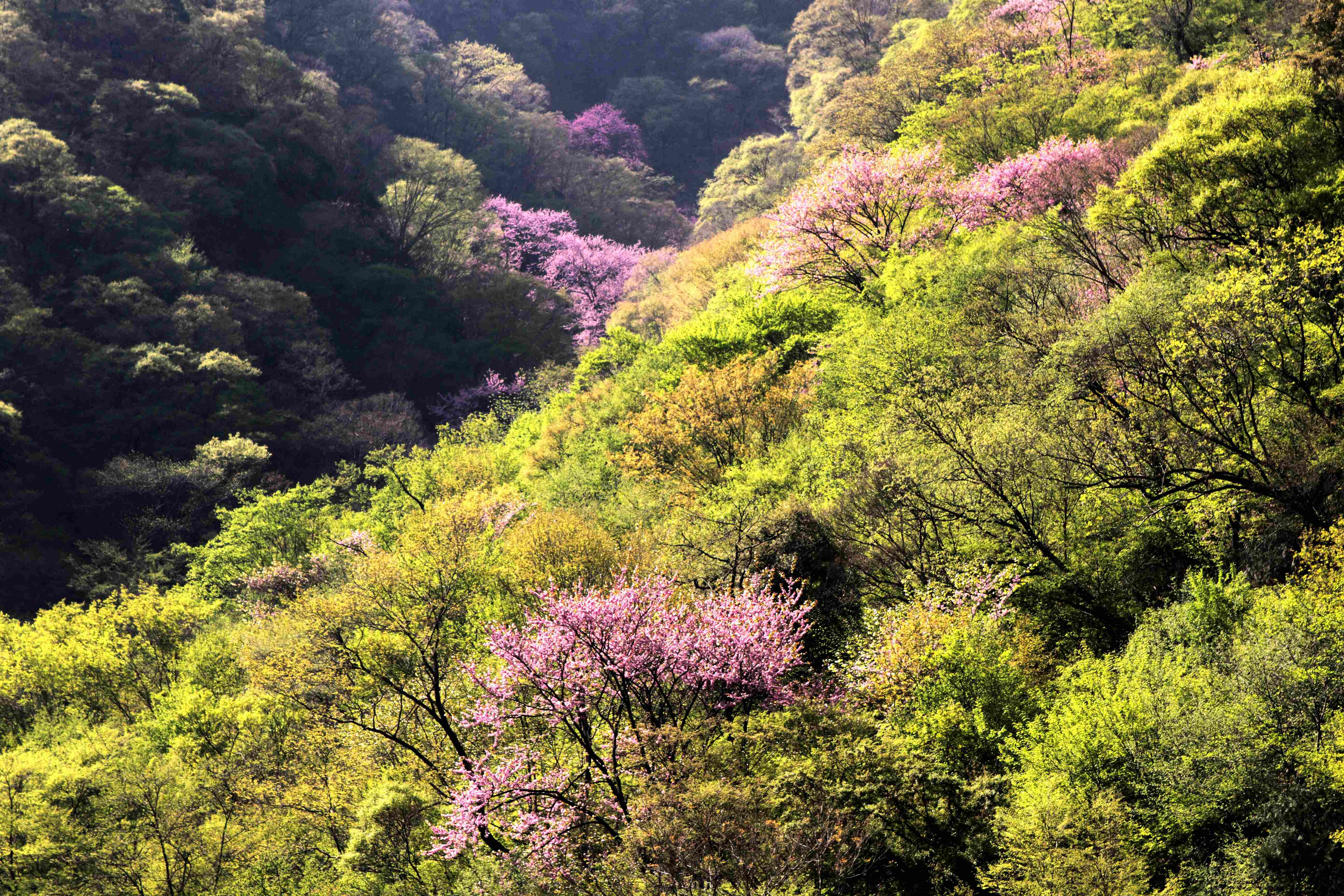 大美秦岭|陕西佛坪:山川峻秀 四季如画