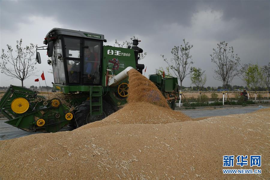 #（关注三夏）（8）全国大规模小麦跨区机收全面展开