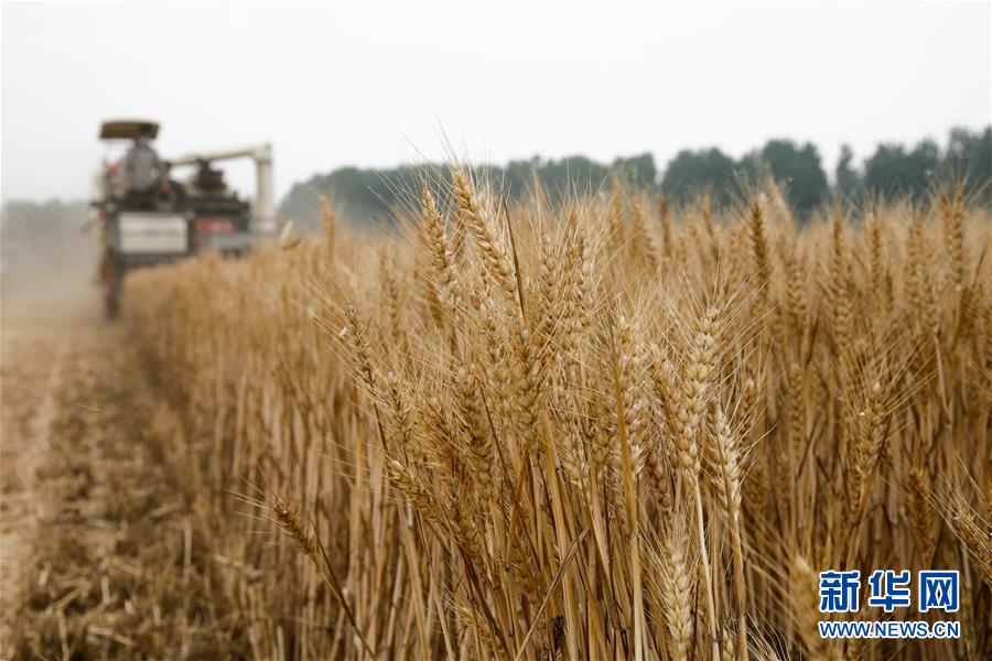 #（关注三夏）（2）全国大规模小麦跨区机收全面展开