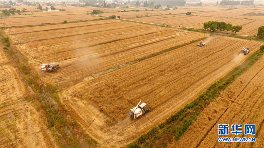 #（关注三夏）（4）全国大规模小麦跨区机收全面展开