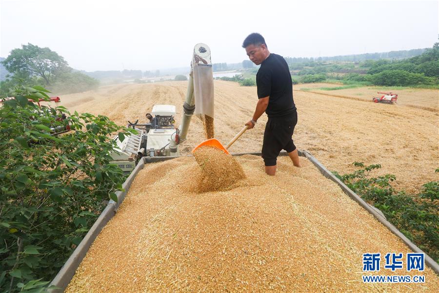 #（关注三夏）（9）全国大规模小麦跨区机收全面展开