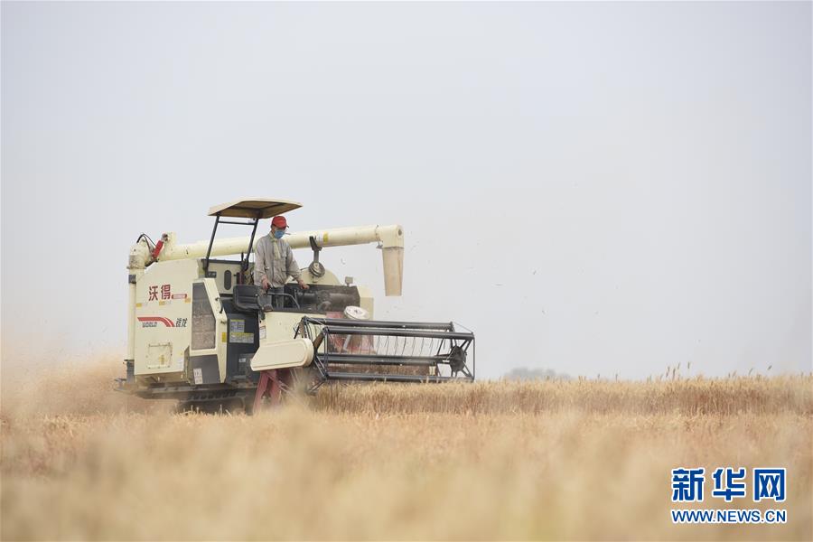 #（关注三夏）（3）全国大规模小麦跨区机收全面展开