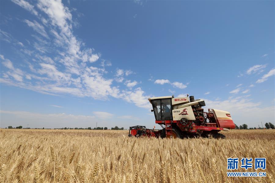 #（关注三夏）（7）全国大规模小麦跨区机收全面展开