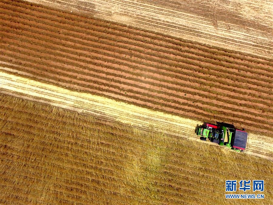 #（关注三夏）（5）全国大规模小麦跨区机收全面展开