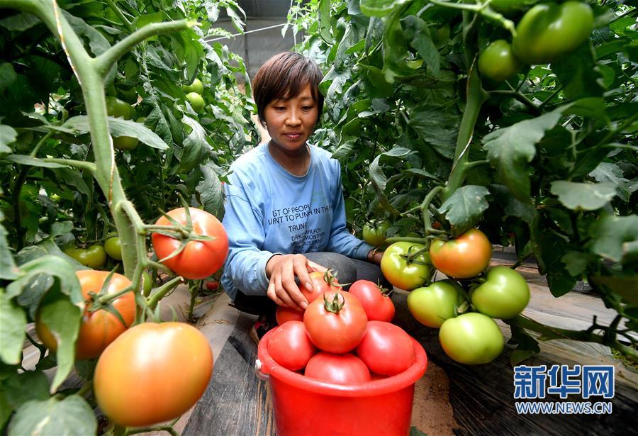 （经济）（2）陕西靖边：现代农业促增收