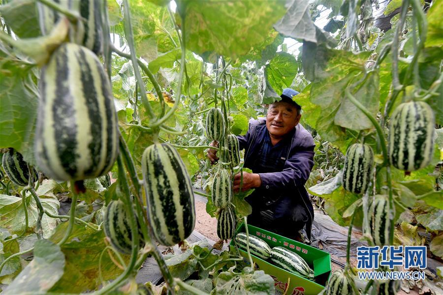 （经济）（1）陕西靖边：现代农业促增收