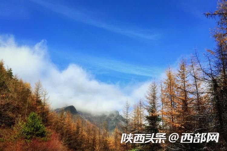 大美秦岭丨树姿娇 山态活 秦岭处处皆美景