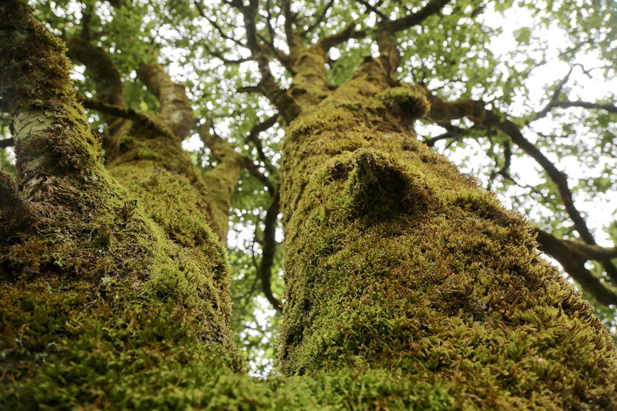 【大美秦岭】陕西石泉县云雾山:云雾缭绕 古树参天