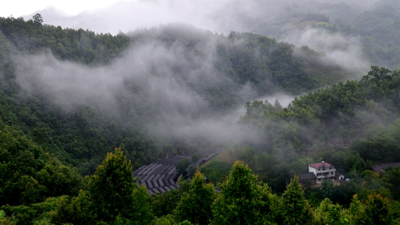 【大美秦岭】陕西宁强县:雨后的太阳岭如诗如画如仙境