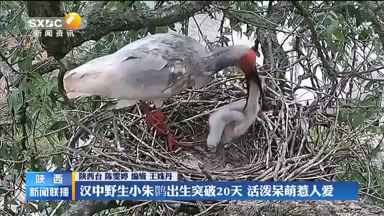 汉中野生小朱鹮出生突破20天 活泼呆萌惹人爱