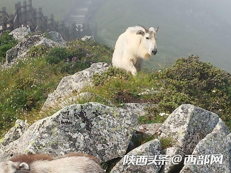 视频|太白山景区发现国家一级保护动物羚牛