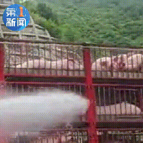 镇安消防接到报警,包茂高速安康方向镇安段有拉载猪牛的货车被堵后