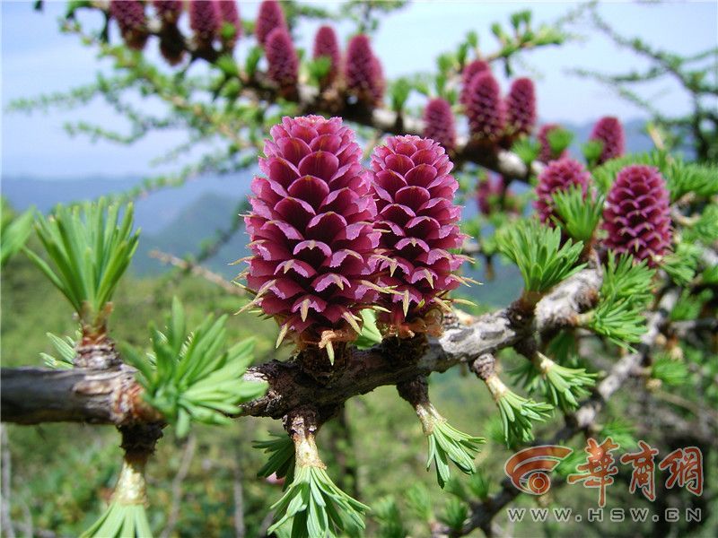 探寻秦岭野生植物圈中极珍贵成员这些植物你认识吗