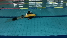561bcd21d3926552a34010edcd1fa2da.gif