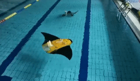 71ee7a808d6e39c5e4aa121e649be873.gif