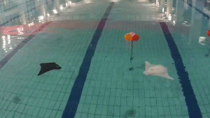 834738d9c57899cd5e5abf30bcad34db.gif