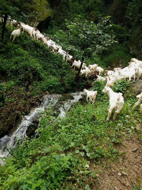 2020年9月20日,宁强县巨亭镇赵家坎村吴天明养殖的羊儿在山上吃草.