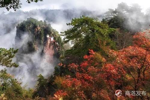 镇安|红色肆意晕染整片的山林！镇安塔云山迎来最美彩林秋季