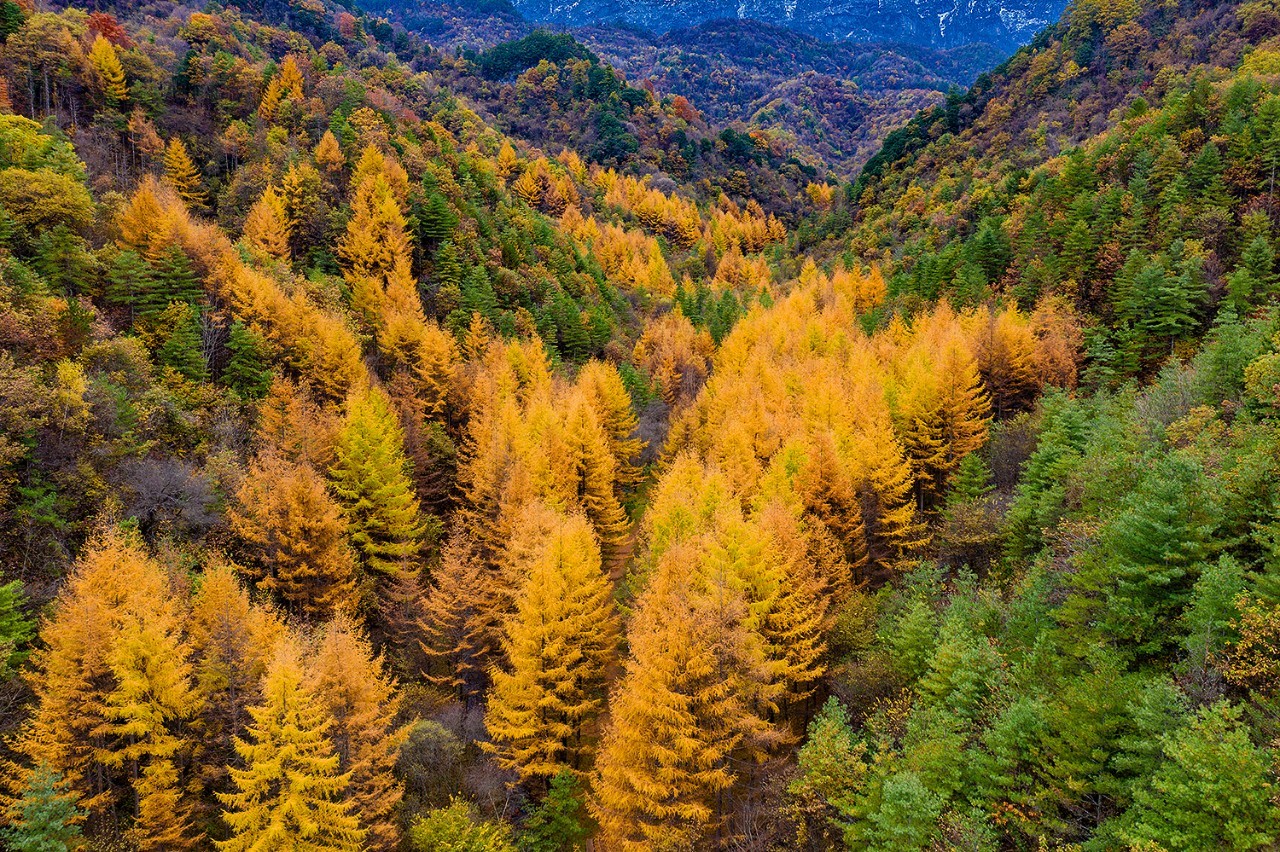 【视觉陕西】陕西留坝县:一场红叶盛宴的绝美乐章拉开