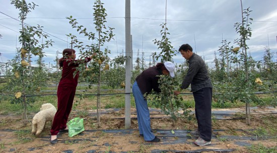 延安市阿寺村果农在为苹果树迁枝。人民网魏欣宁摄