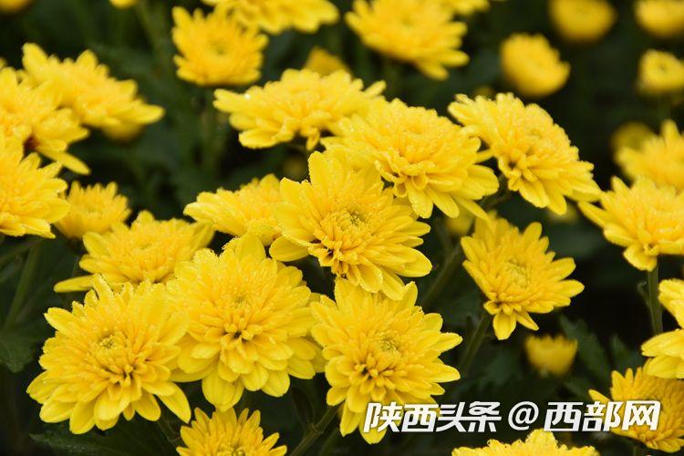 朋友圈发鸡汤请群演演戏 杭州26岁女子非法集资近3亿被诉 西部网 陕西新闻网