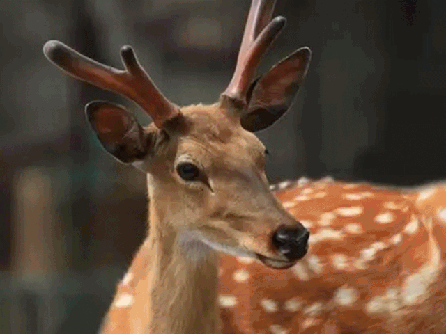 fcb34b23582febb1383e3cab259bd0f6.gif