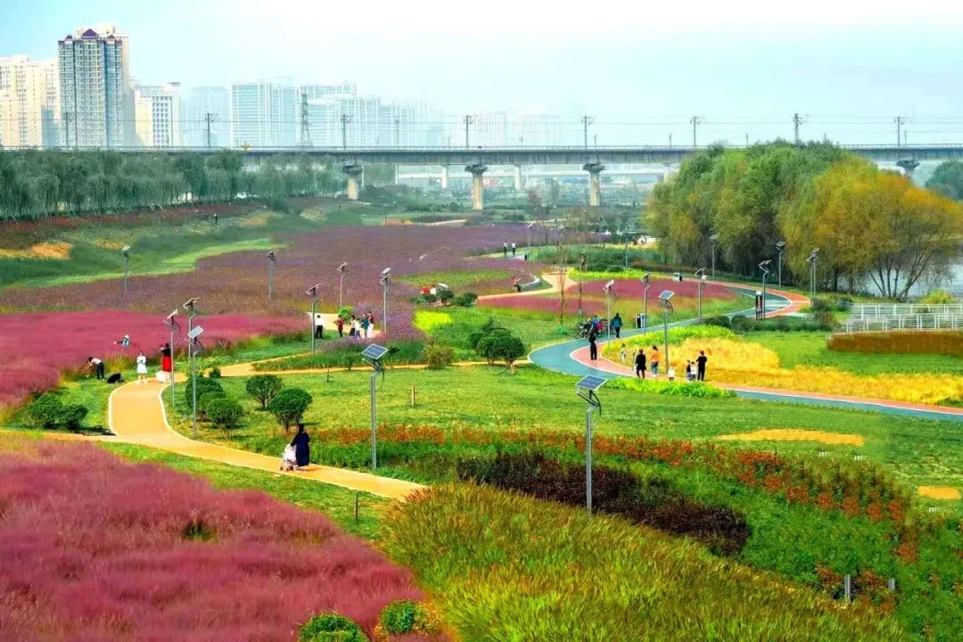 【灞桥最美城区】灞河左岸生态公园:粉色花海引人入胜 文明观赏保护