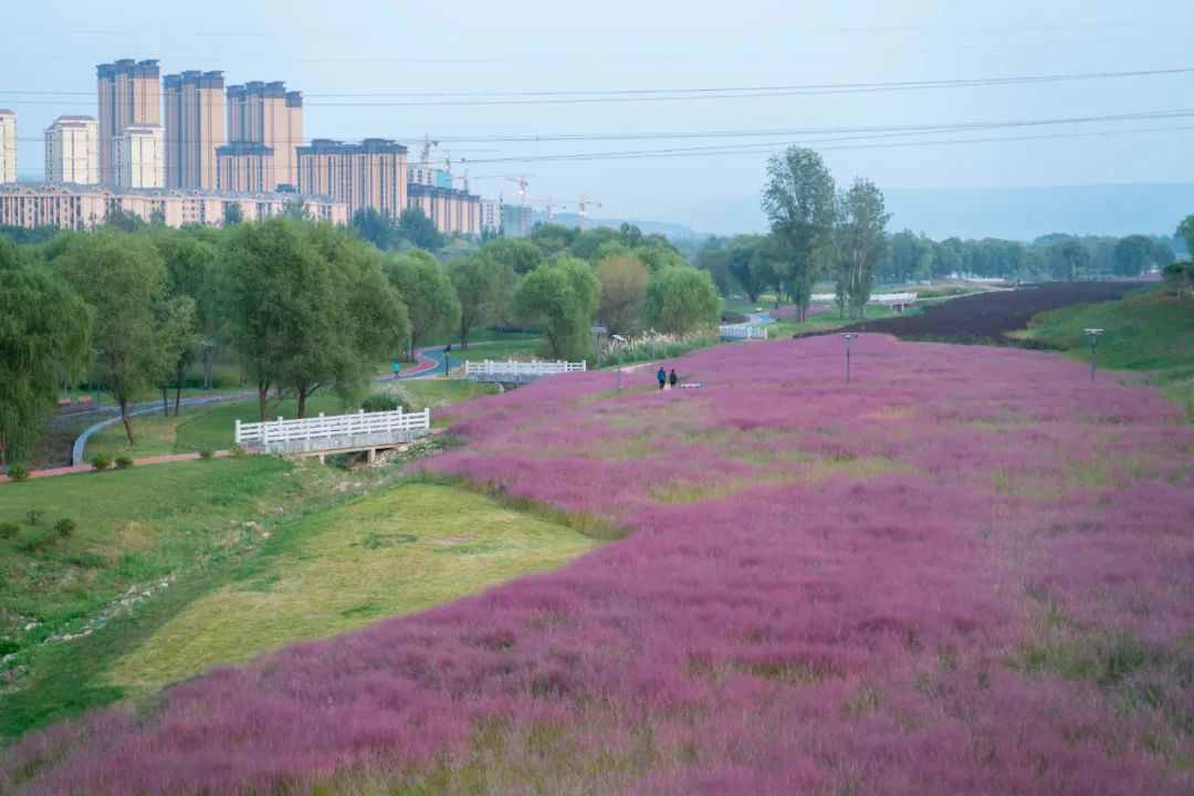 【灞桥最美城区】灞河左岸生态公园:粉色花海引人入胜 文明观赏保护