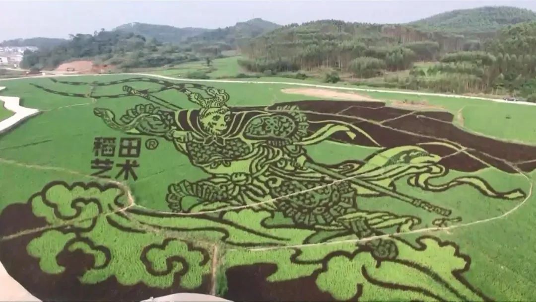 技术人员使用彩色水稻,通过艺术家的创作将图案种在了农田里面.