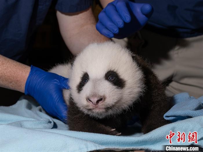 华盛顿动物园澄清 大熊猫 美香 已恢复食欲 幼崽茁壮成长 西部网 陕西新闻网