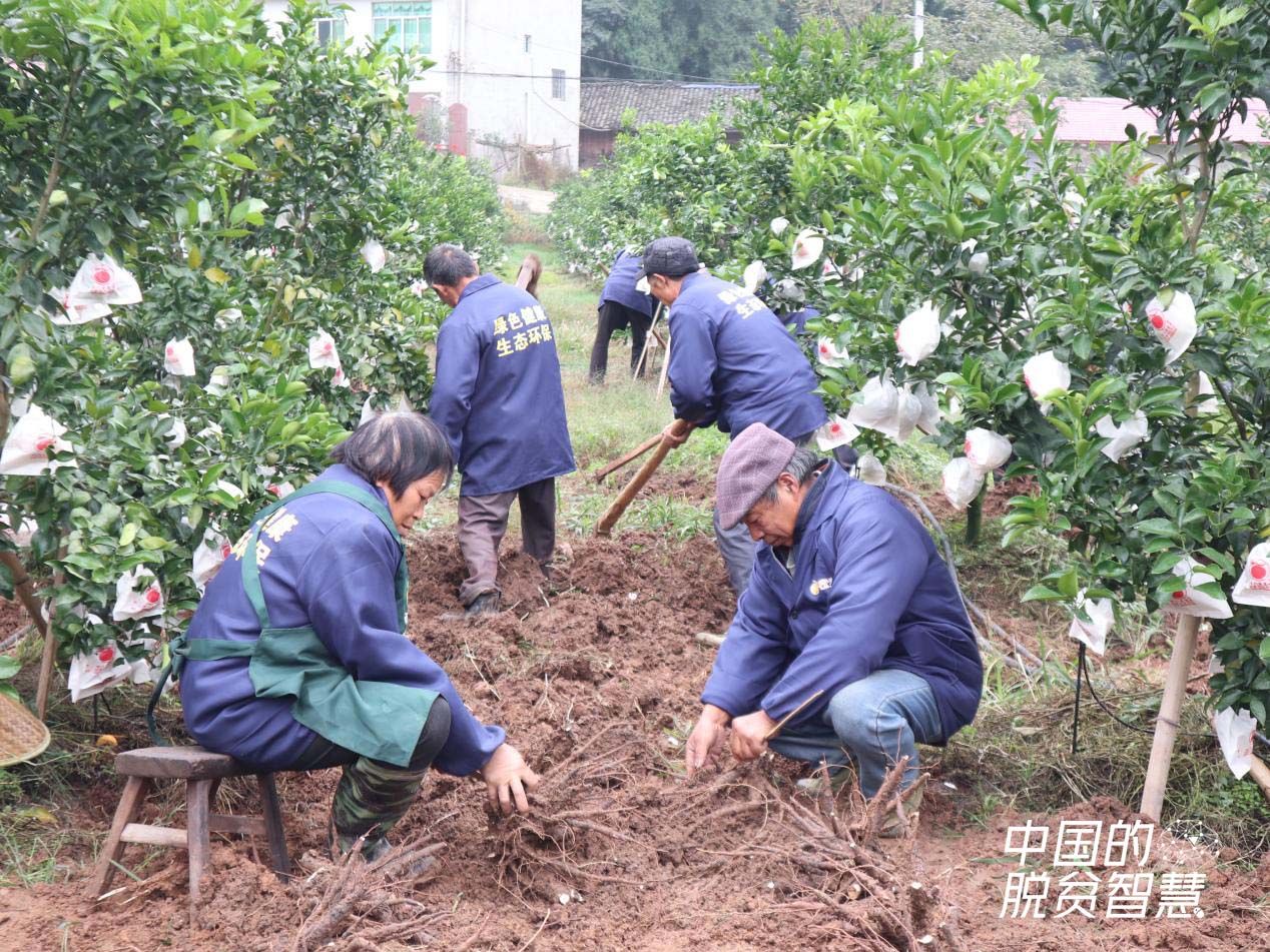村民在种植基地挖芍药（摄影：央视网记者 董淑云）