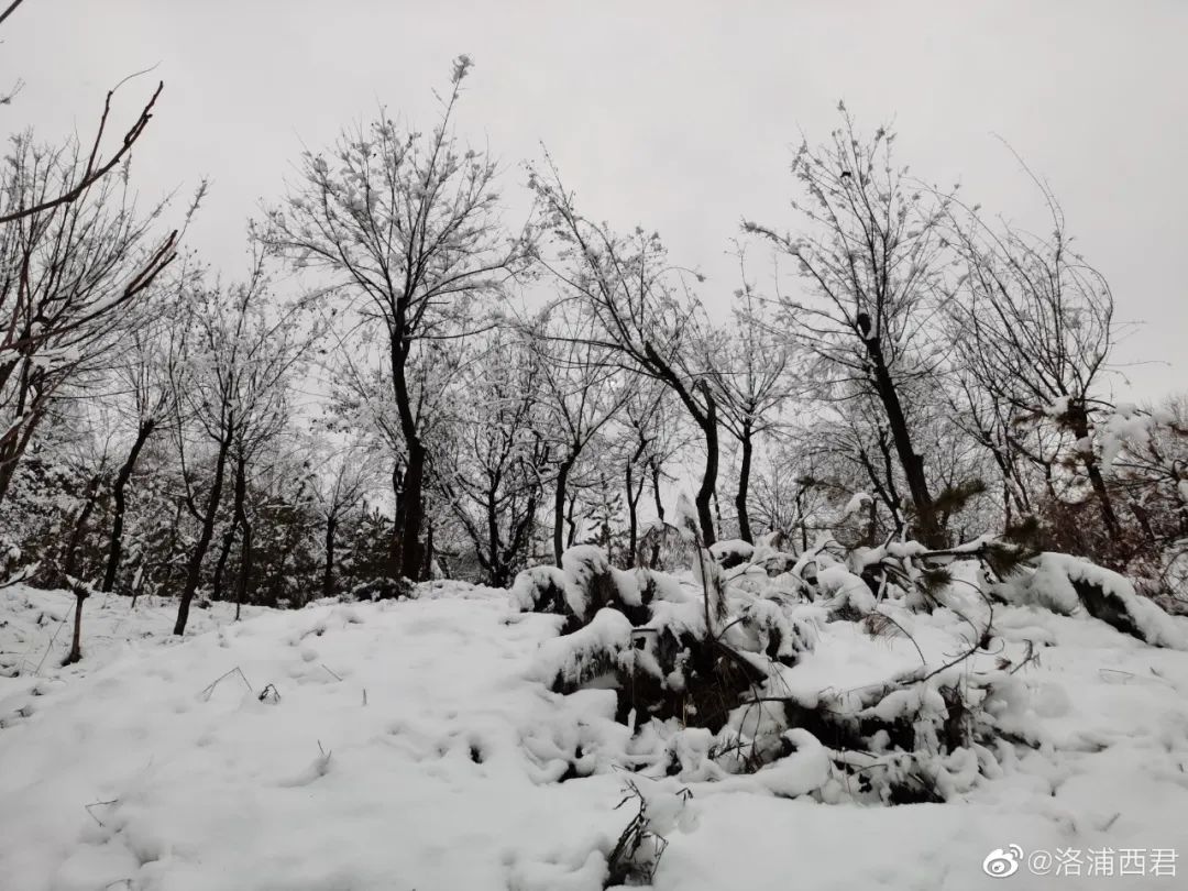 陕西多地雪景刷屏!西安降雪什么时候来?