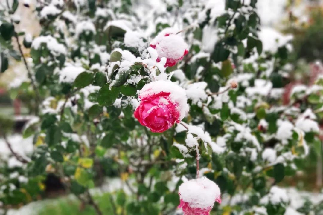 落雪映衬 花朵更添娇媚