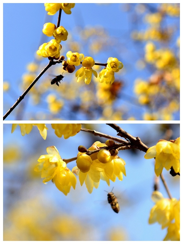 腊梅花香引蜂来.