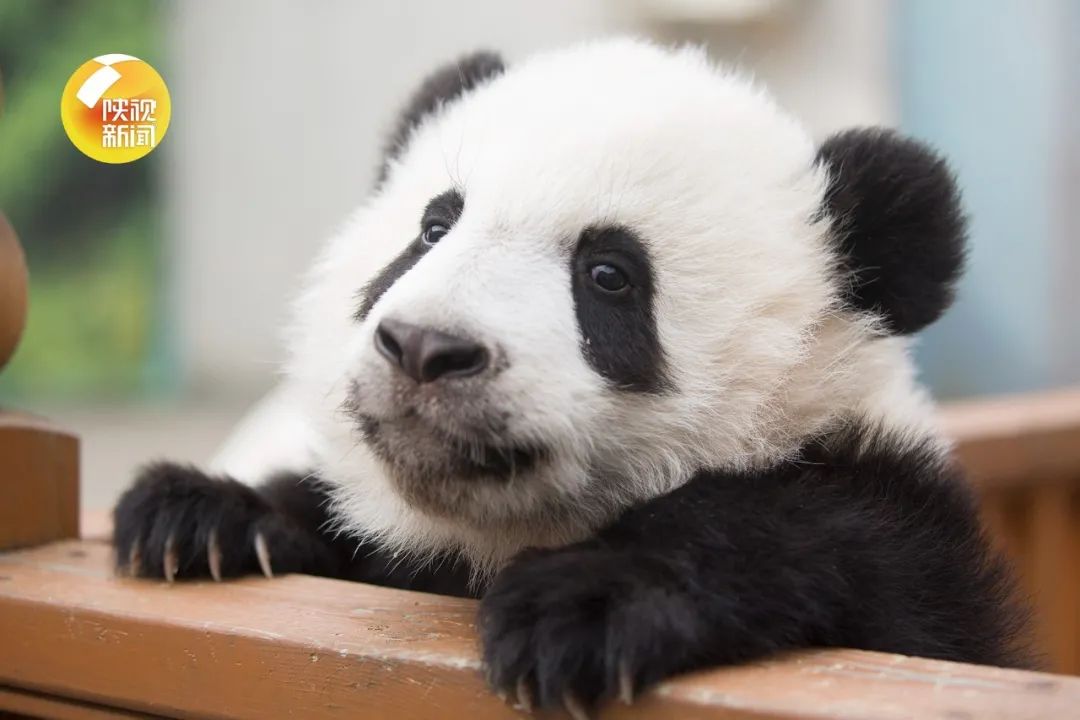 秦岭大熊猫研究中心共繁育大熊猫3胎4仔,目前圈养大熊猫种群数量已达